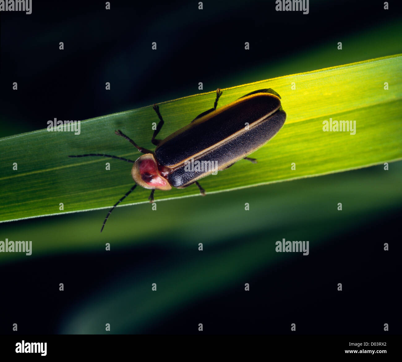 Fireflies lightning bug hires stock photography and images Alamy