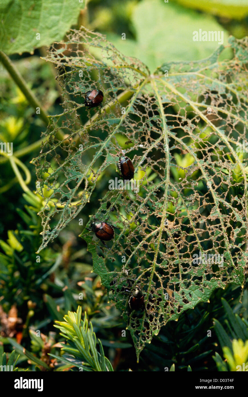 JAPANESE BEETLE (POPILLIA JAPONICA) IRIDESCENT ADULTS ON GRAPE LEAF
