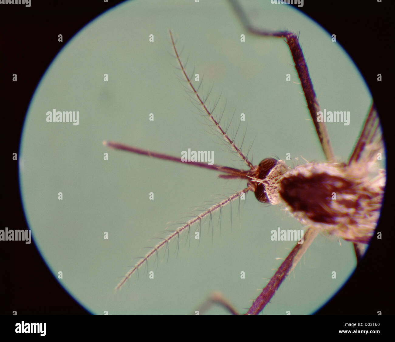 HOUSE MOSQUITO (CULEX PIPIENS) FEMALE MOSQUITO MOUTH PARTS AND ANTENNAE ADULT IS VECTOR FOR HUMAN DISEASES / STUDIO 17X Stock Photo
