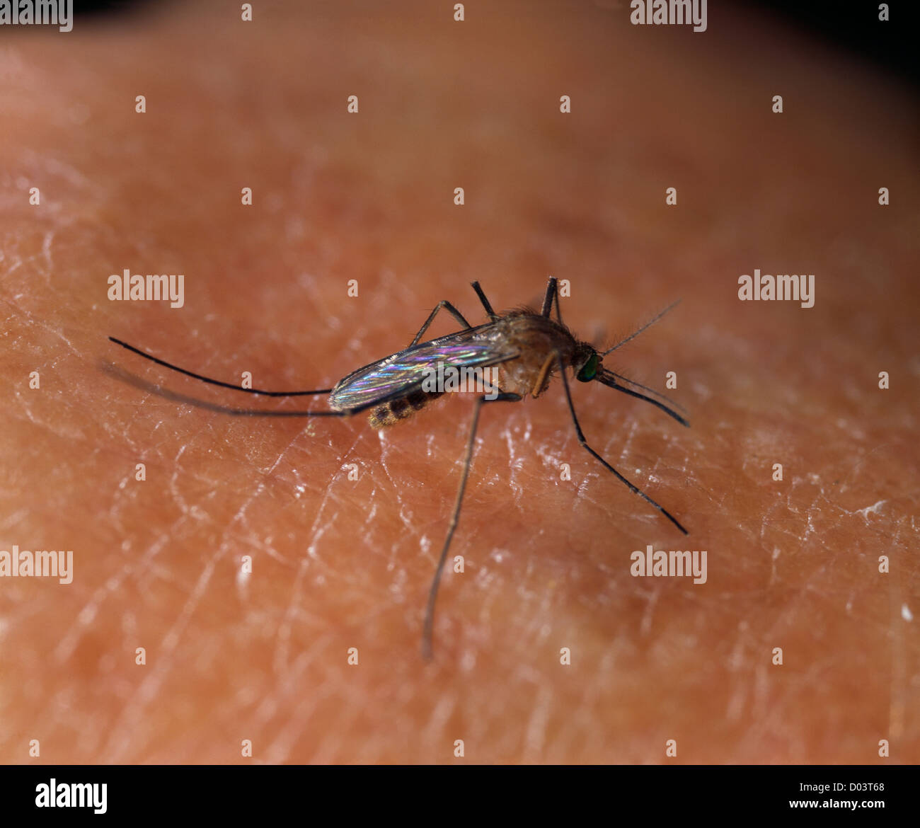 HOUSE MOSQUITO (CULEX PIPIENS) FEMALE MOSQUITO ON HUMAN SKIN; VECTOR FOR HUMAN DISEASES / STUDIO Stock Photo