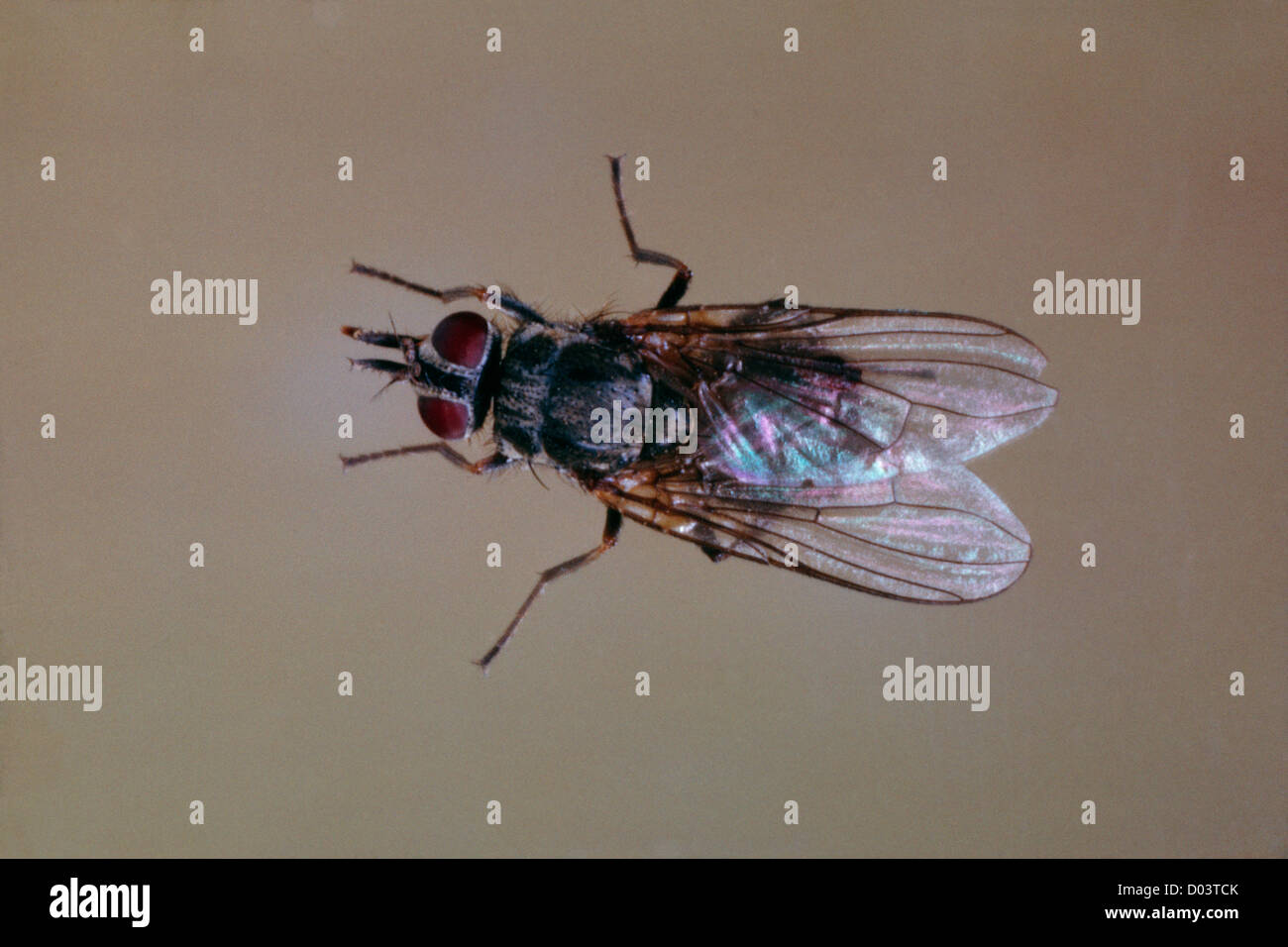 HORN FLY (HAEMATOBIA IRRITANS) ADULT FLY ON HORSE PEST UPON CATTLE