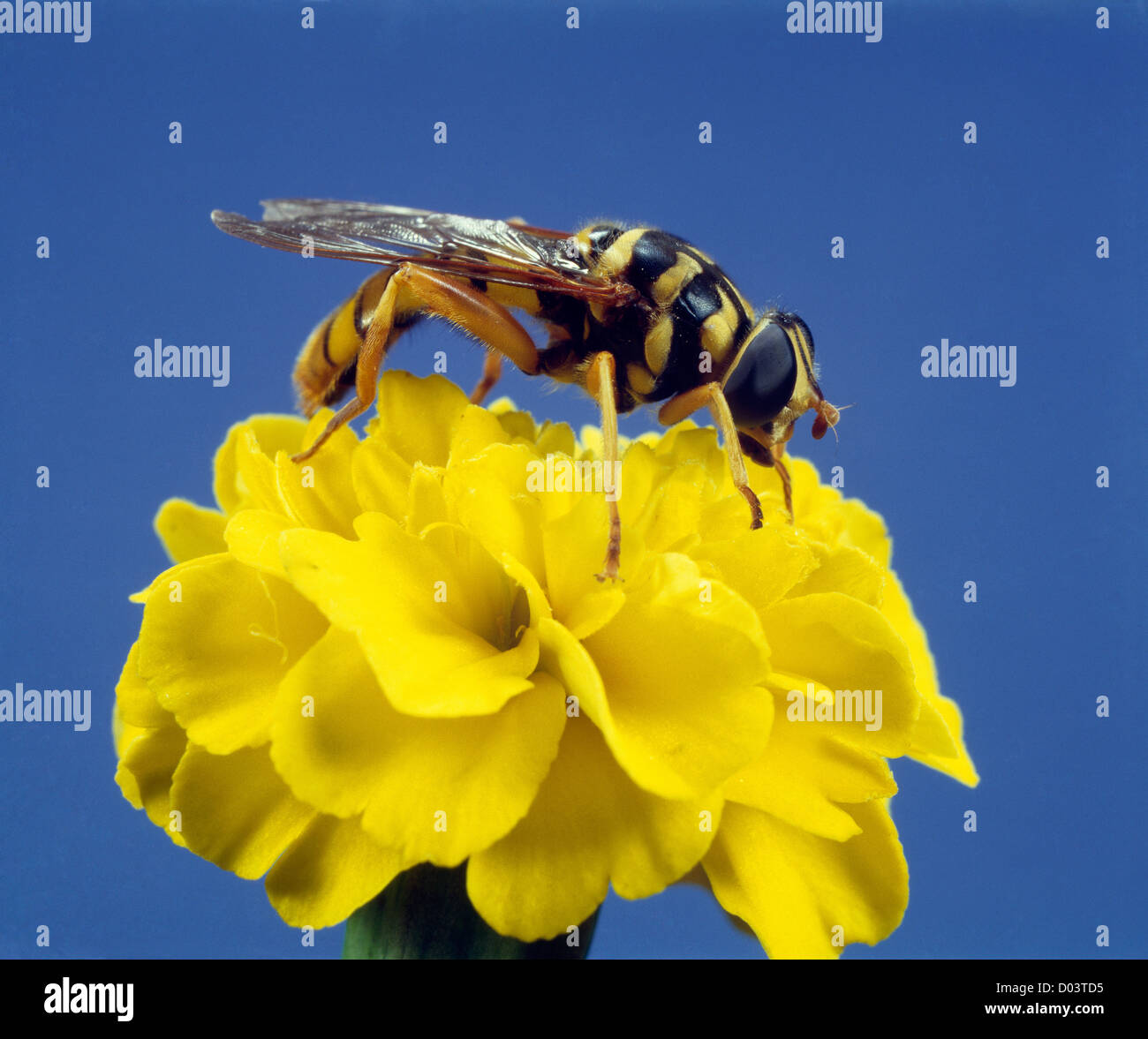 SYRPHID FLY, FLOWER FLY OR DRONE FLY (MILESIA VIRGINIENSIS) ADULT ON MARIGOLD / STUDIO Stock Photo