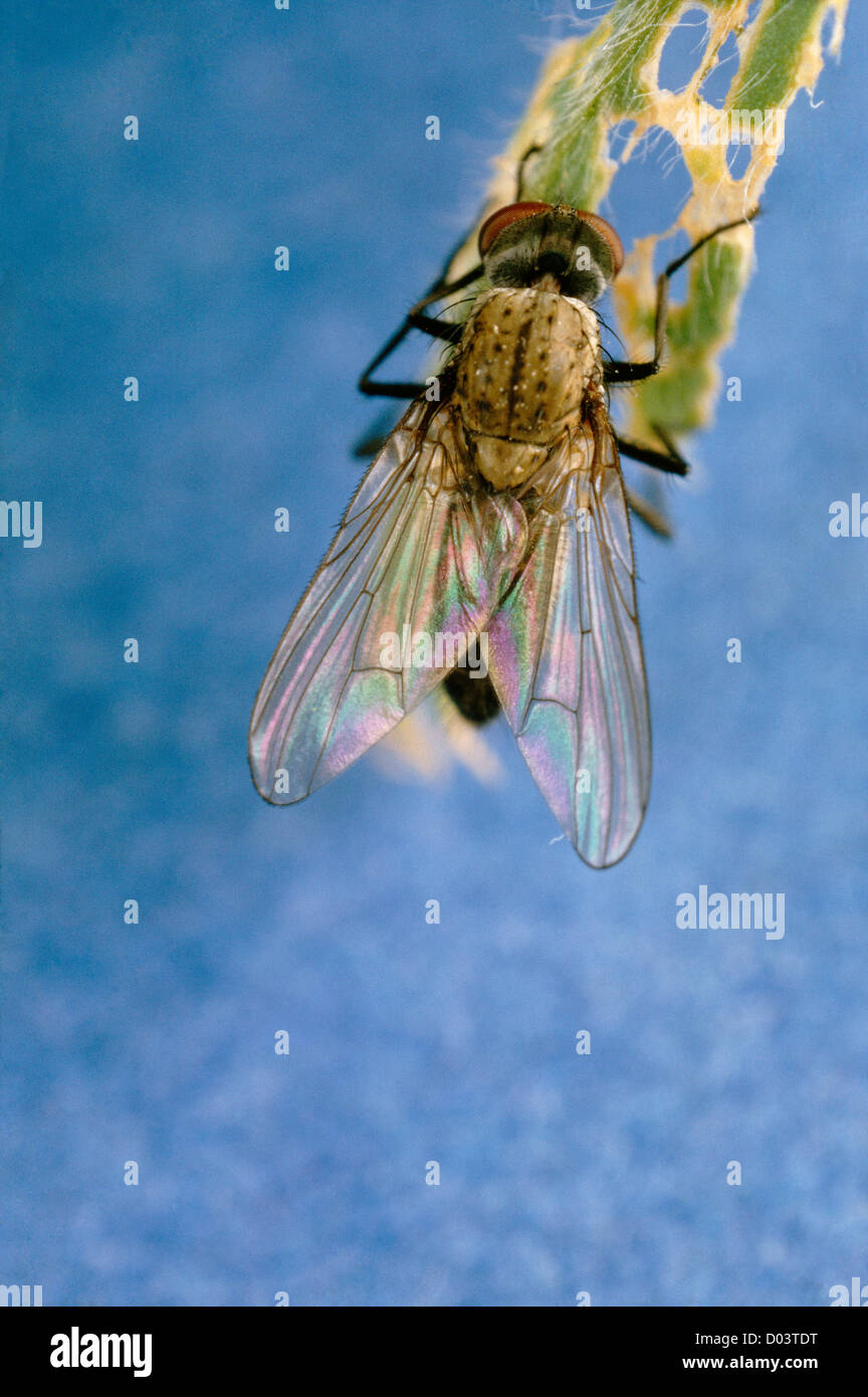 HOUSE FLY (MUSCA DOMESTICA) DESTRUCTIVE PESTS-DISEASE VECTOR FOR THYPHOID, DYSENTERY, YAWS, ANTHRAX Stock Photo