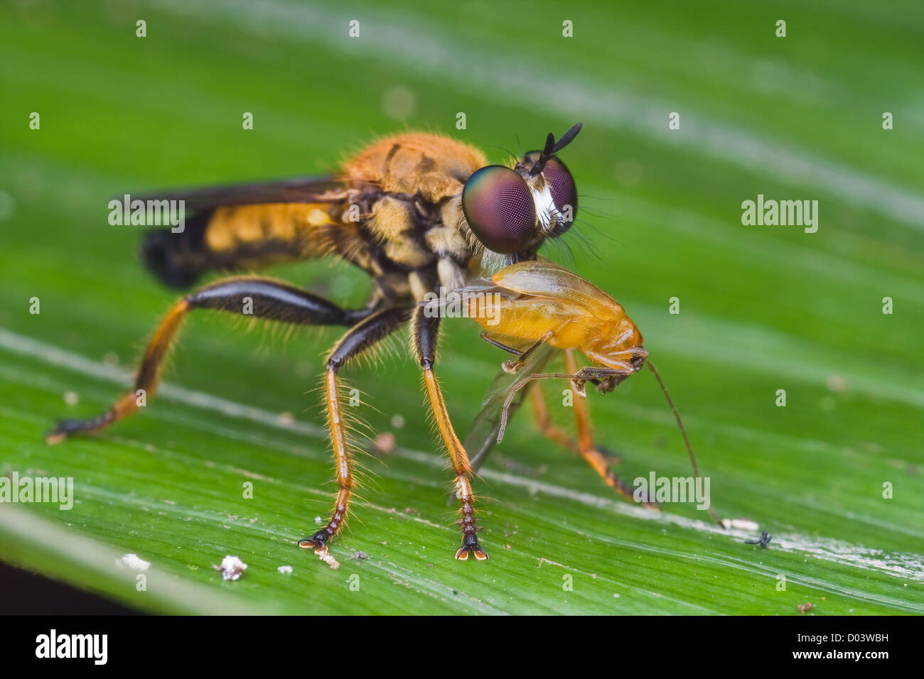 A Golden Robber Fly With Beetle Prey Pahang Malaysia Stock Photo Alamy