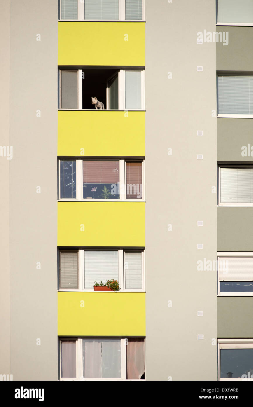 Dog with a view in Bratislava, the capital of Slovakia. Stock Photo