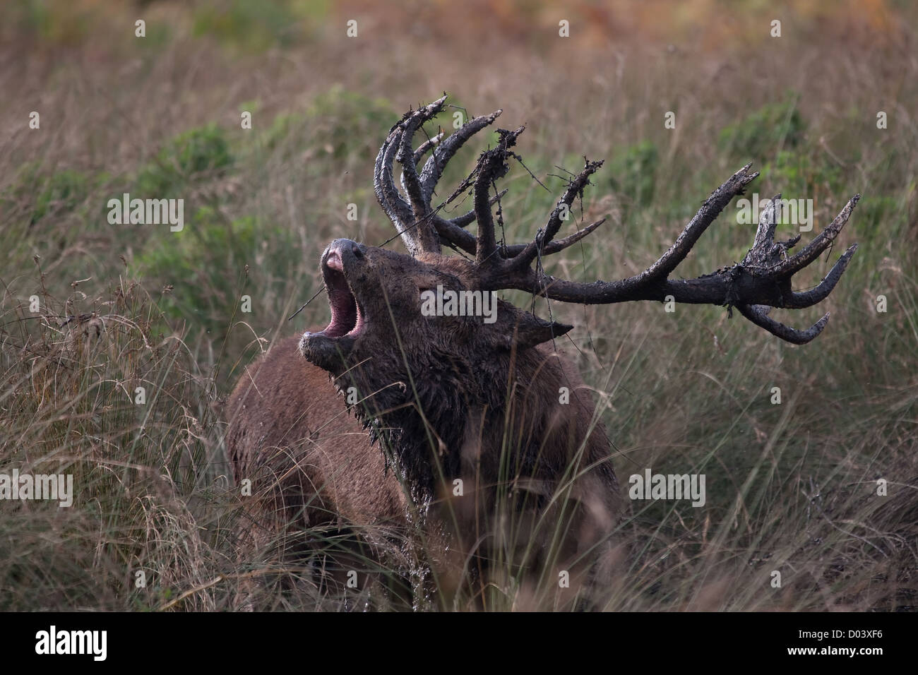 Red Deer stag during rutting season Stock Photo