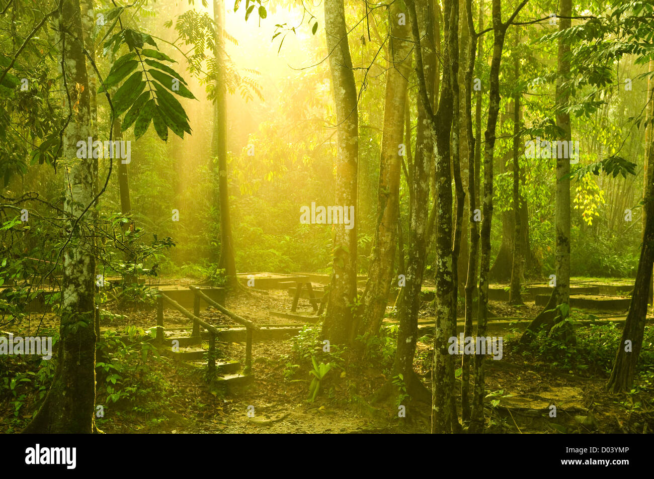 morning sunlight in green forest Stock Photo - Alamy
