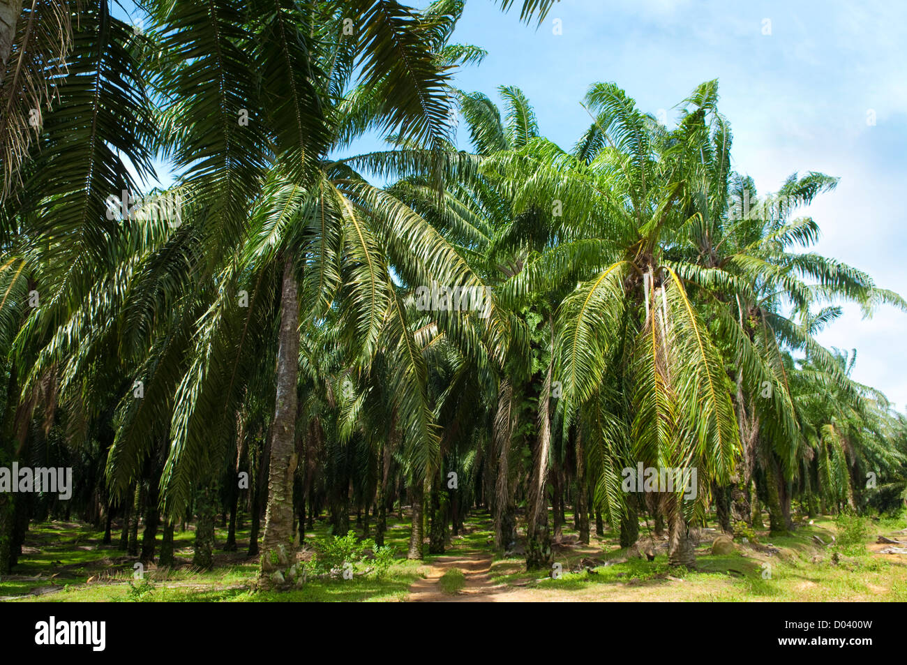 Oil palm fruits harvest hi-res stock photography and images - Alamy