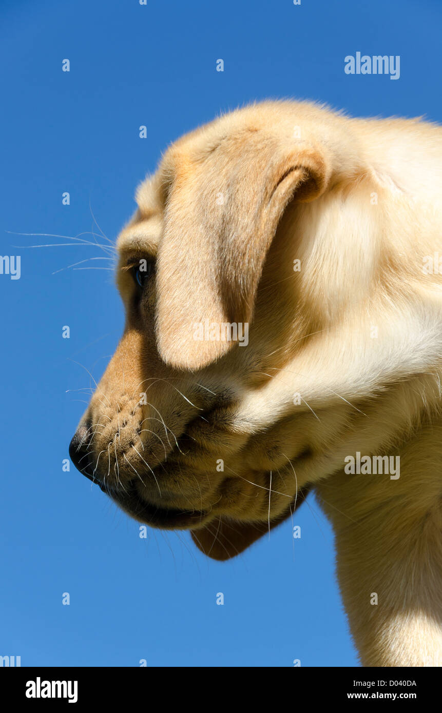 labrador puppy photographed in profile against the sky Stock Photo - Alamy