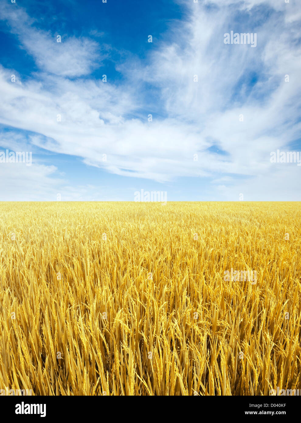 Golden paddy rice field ready for harvest Stock Photo Alamy