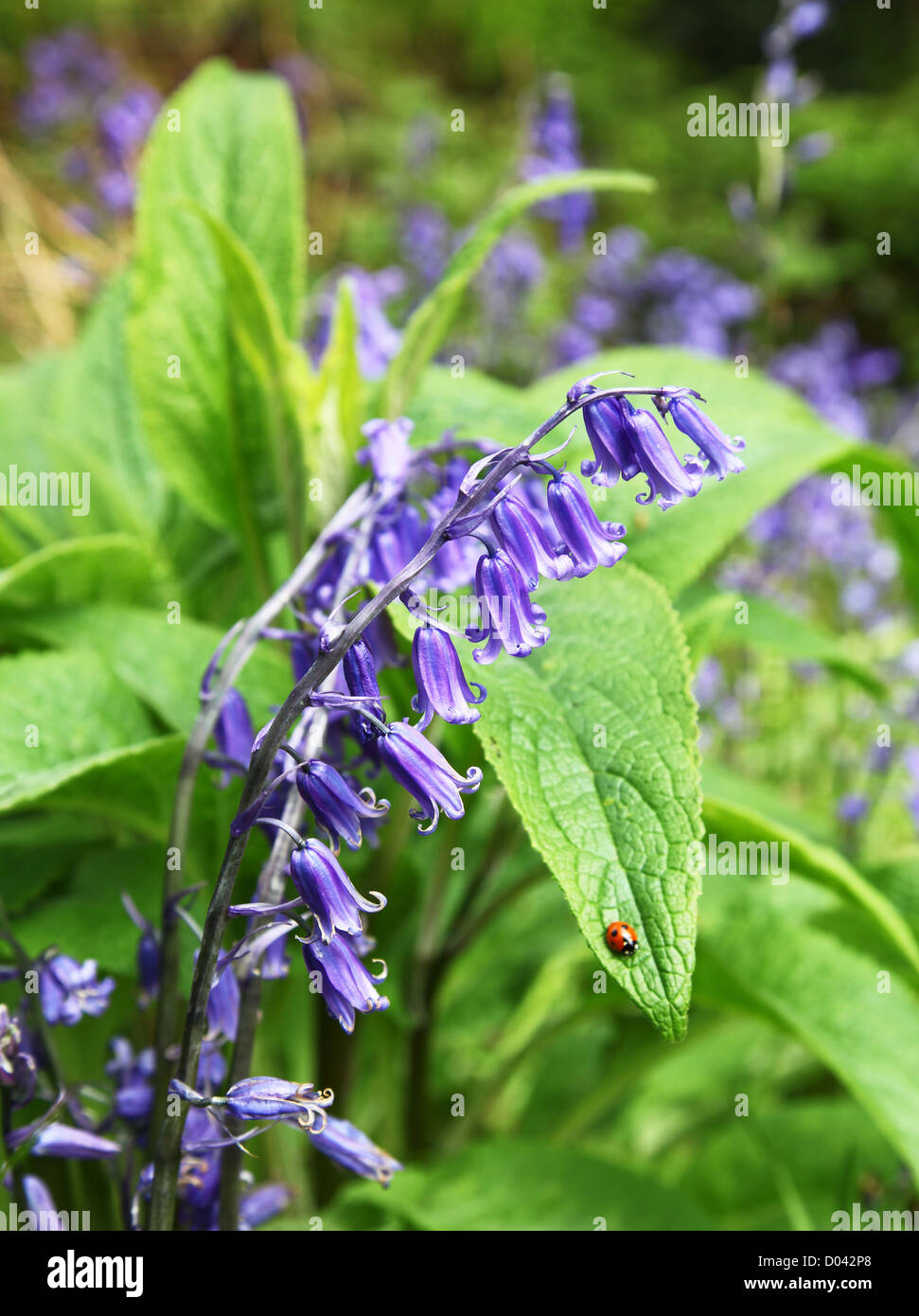 Common Bluebells (Hyacinthoides non-scripta) with a ladybird on a leaf Stock Photo