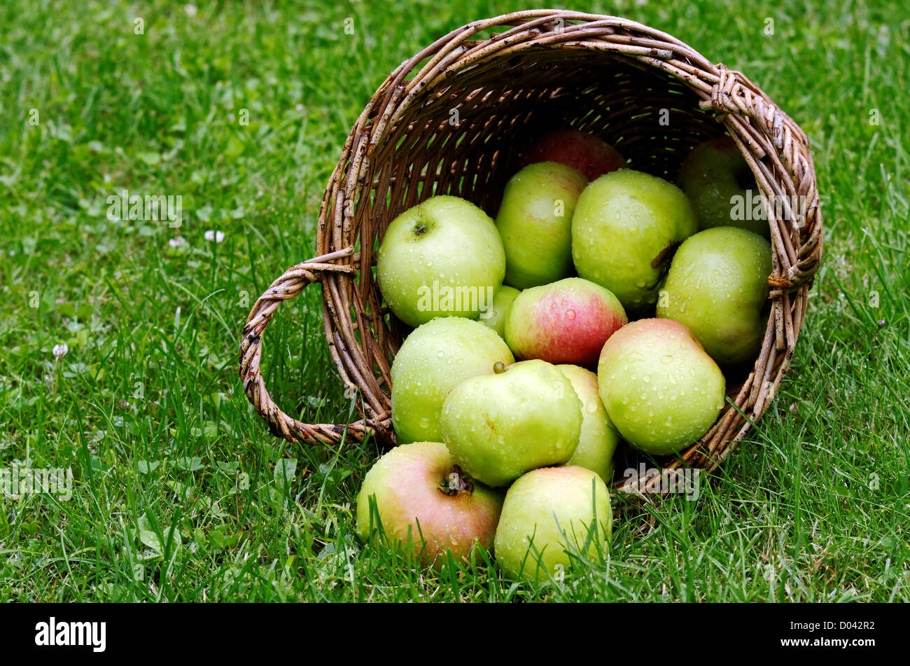 a lot of apples in a basket Stock Photo - Alamy