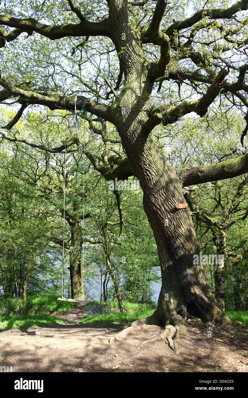 A home made swing on a tree Stock Photo