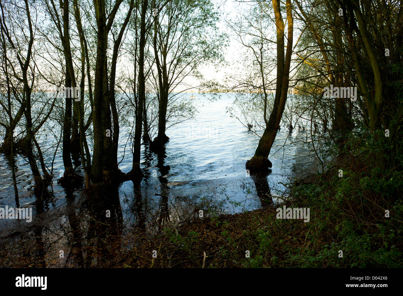 Trees on the shore of Hanningfield Reservoir in Essex. Stock Photo
