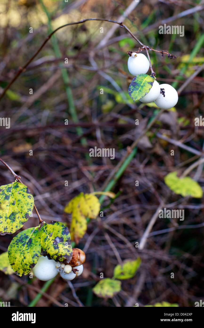 Symphoricarpos x doorenbosii Snowberry 'White Hedge' in a Surrey downland hedgerow in November Stock Photo