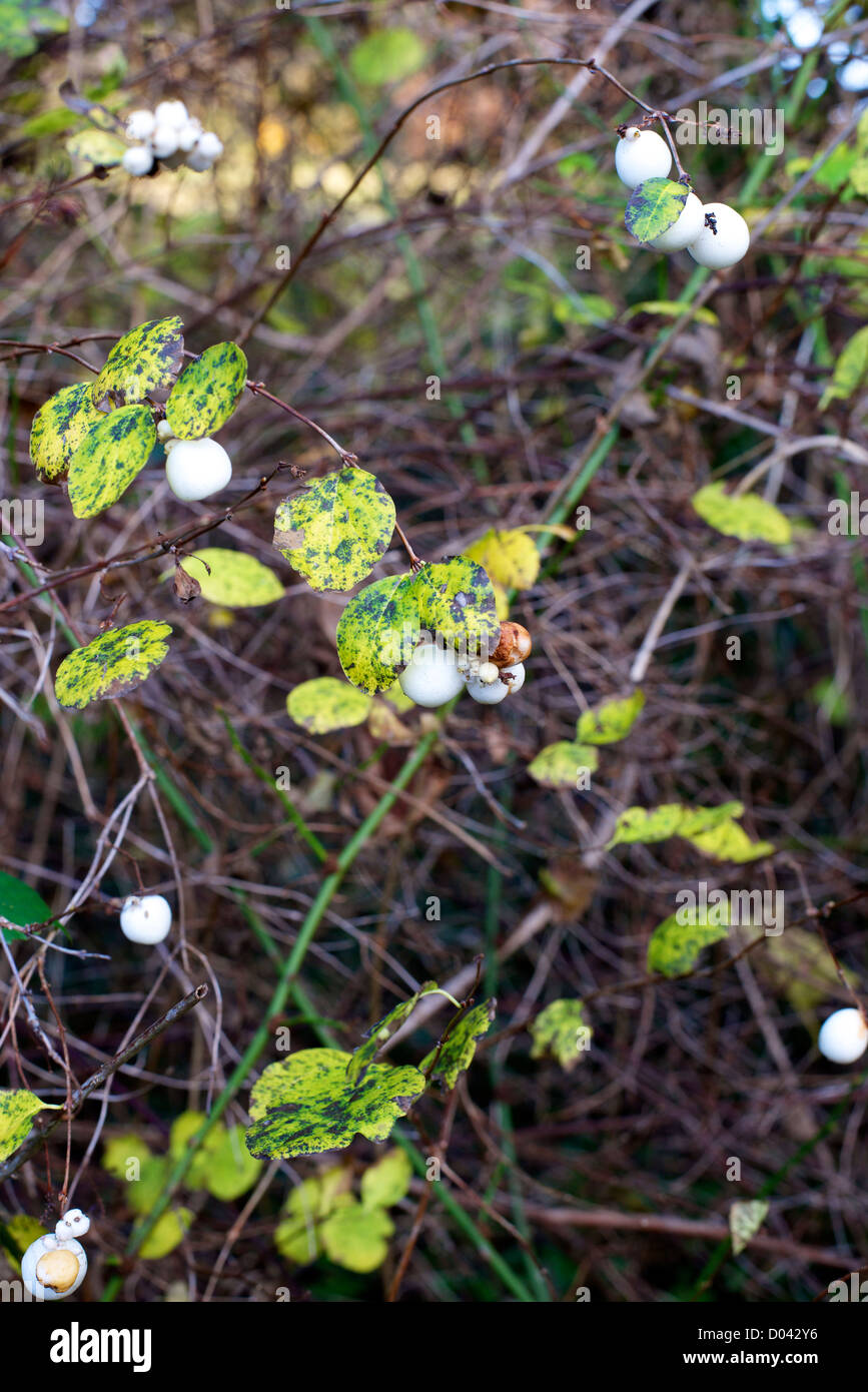 Symphoricarpos x doorenbosii Snowberry 'White Hedge' in a Surrey downland hedgerow in November Stock Photo