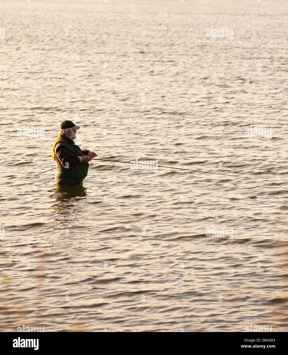 An angler fly fishing in Hanningfield Reservoir in Essex. Stock Photo