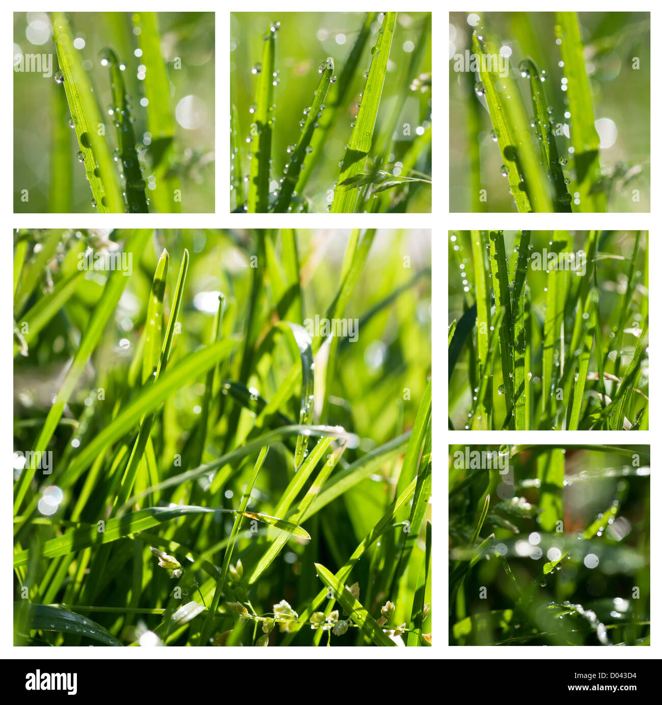 Closeup view of fresh green grass with drops in the morning Stock Photo ...