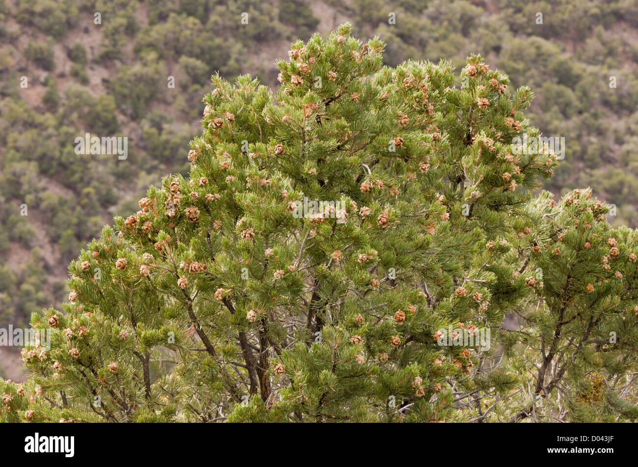 Pinyon Pine, Pinus edulis, with cones; Utah, USA Stock Photo