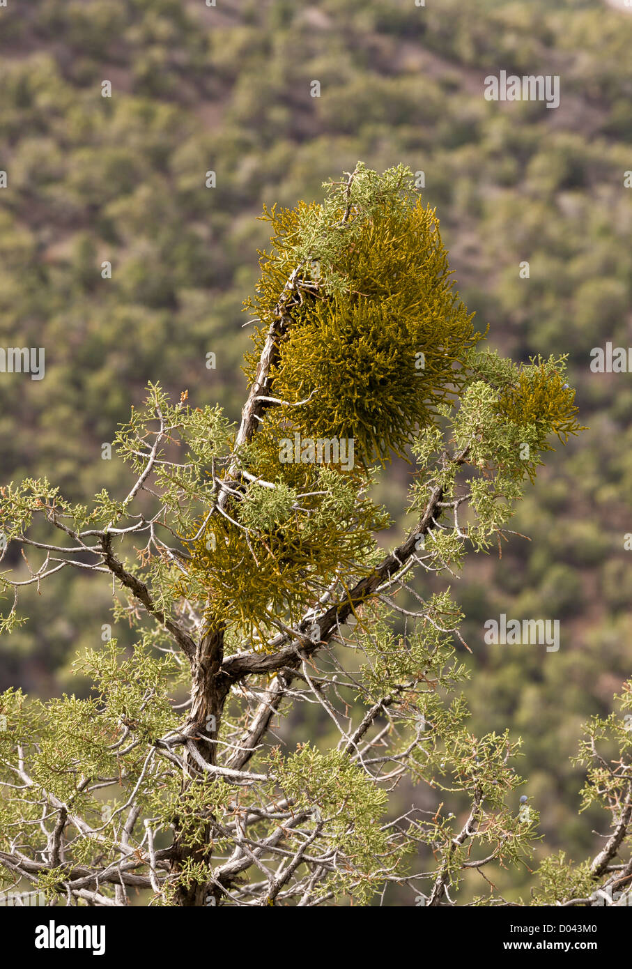 A dwarf mistletoe, Arceuthobium sp. on juniper; Utah, USA Stock Photo