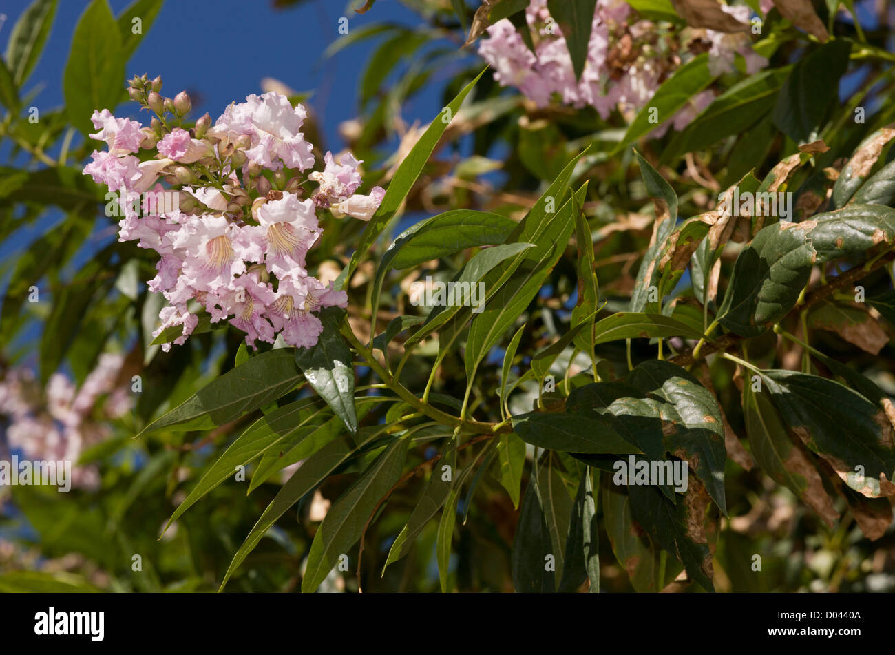 DesertWillow, Chilopsis linearis, in flower. Utah, USA Stock Photo Alamy