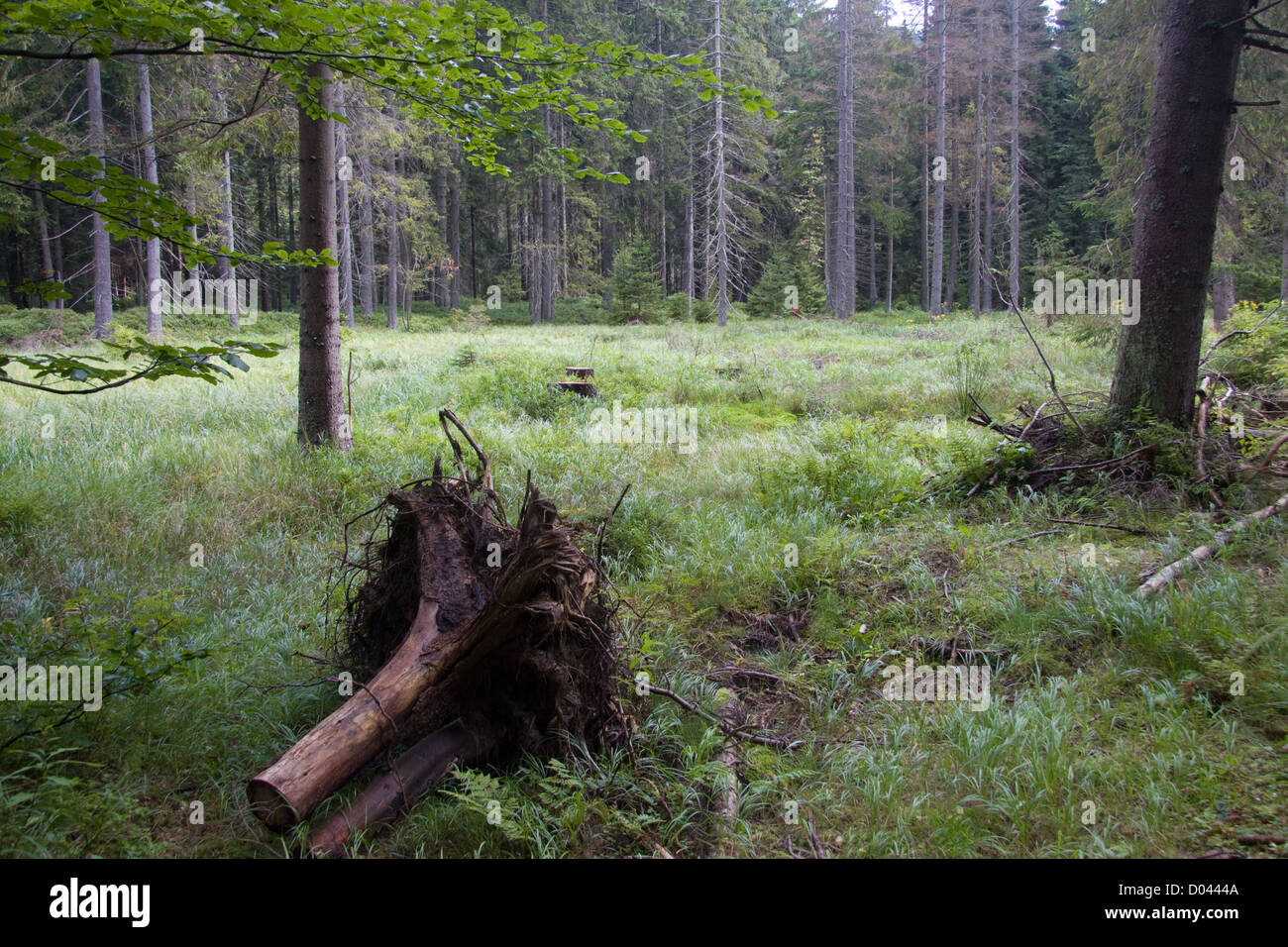 Tree stump on a mountain meadow Stock Photo - Alamy