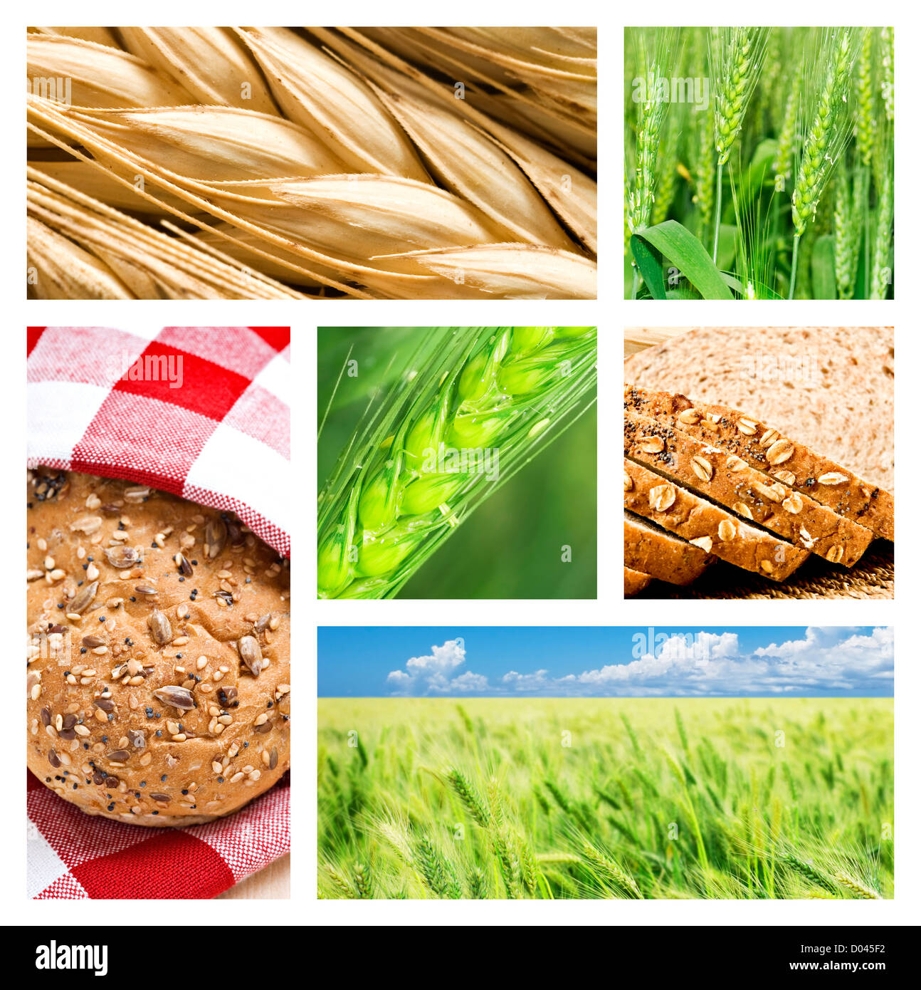 Collage of wheat and wheat products Stock Photo Alamy