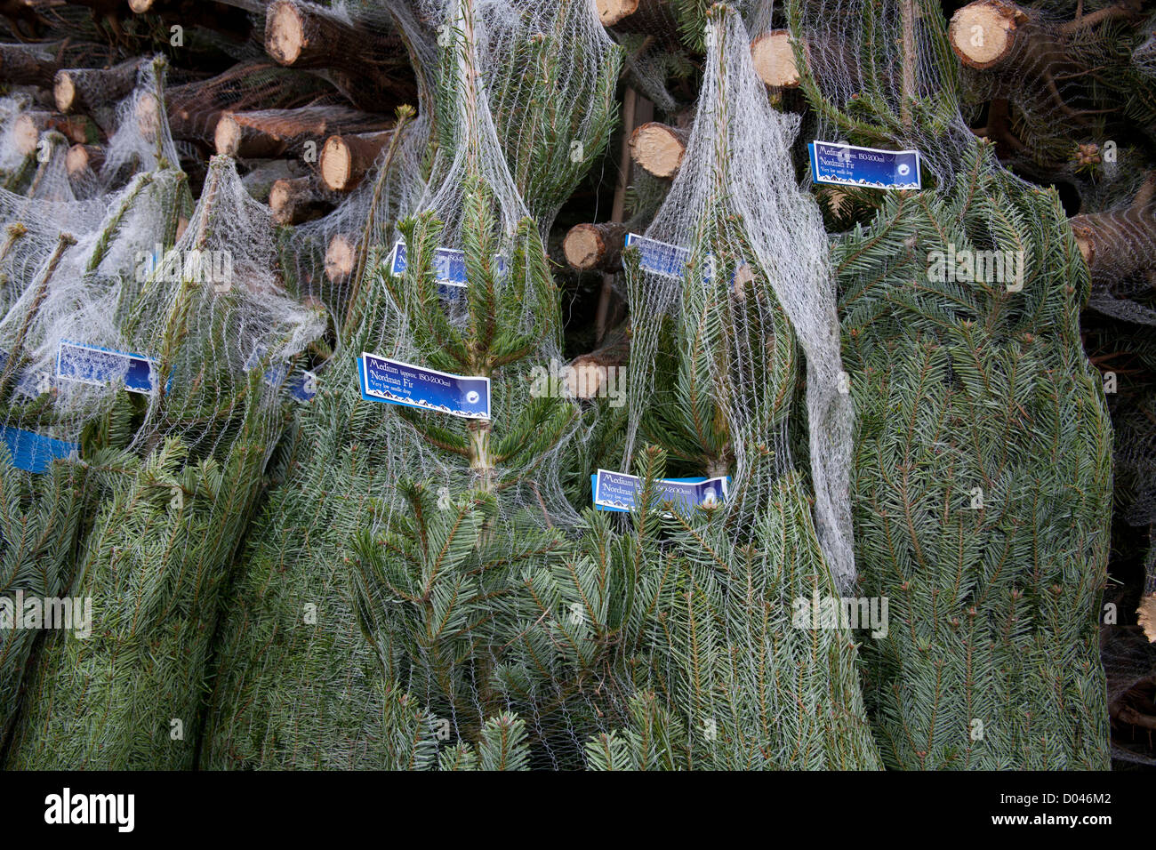 Netted Nordman Fir Christmas Trees being packed and stacked ready for loading in Lancashire Stock Photo