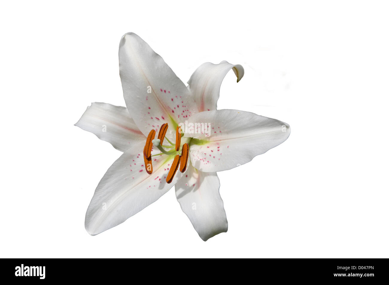 White Asiatic Lily Lilies Lilium Stock Photo