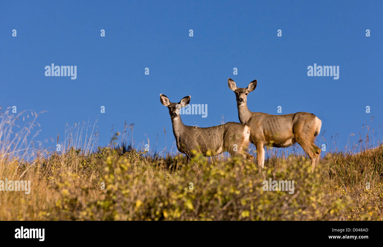 Pair of Mule Deer, Odocoileus hemionus in the Manti La Sal mountains, autumn, Utah, USA Stock Photo