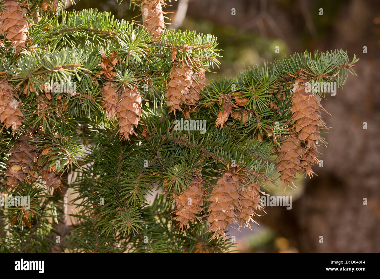 Douglas Fir, Pseudotsuga menziesii cones and foliage, Utah, USA Stock Photo