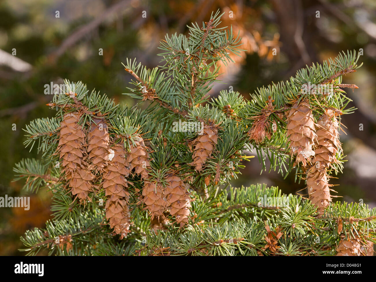 Douglas Fir, Pseudotsuga menziesii cones and foliage, Utah, USA Stock Photo