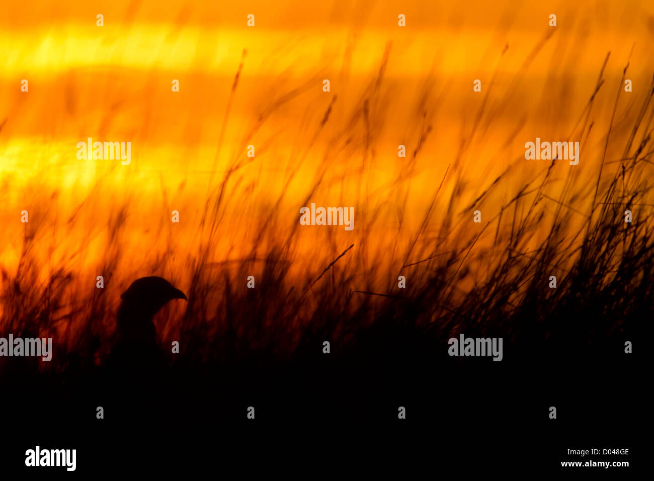 'Pheasant silhouetted against a bright orange evening sky' England, UK Stock Photo