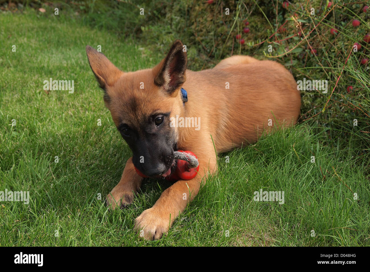 Malinois puppy with toys on lawn Stock Photo Alamy