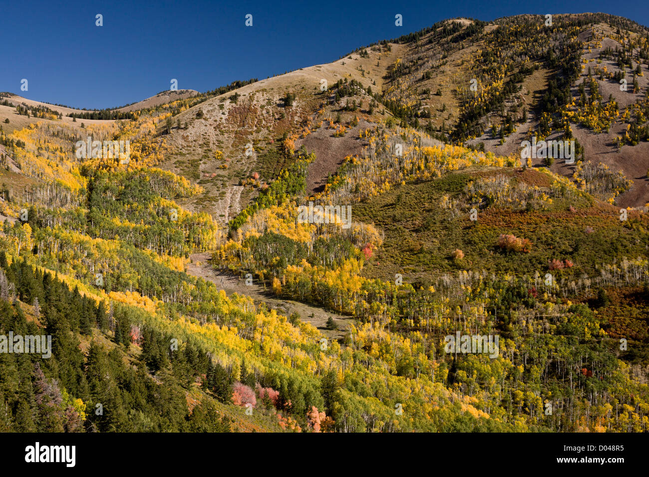 Fall or autumn in the Manti La Sal mountains, with aspens, near