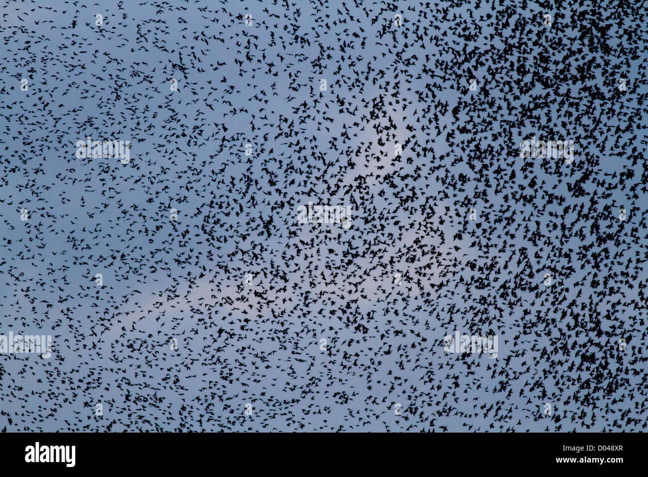 flock or murmuration of starlings, sturnus vulgaris over a British wetland reedbed in the autumn or fall. Stock Photo