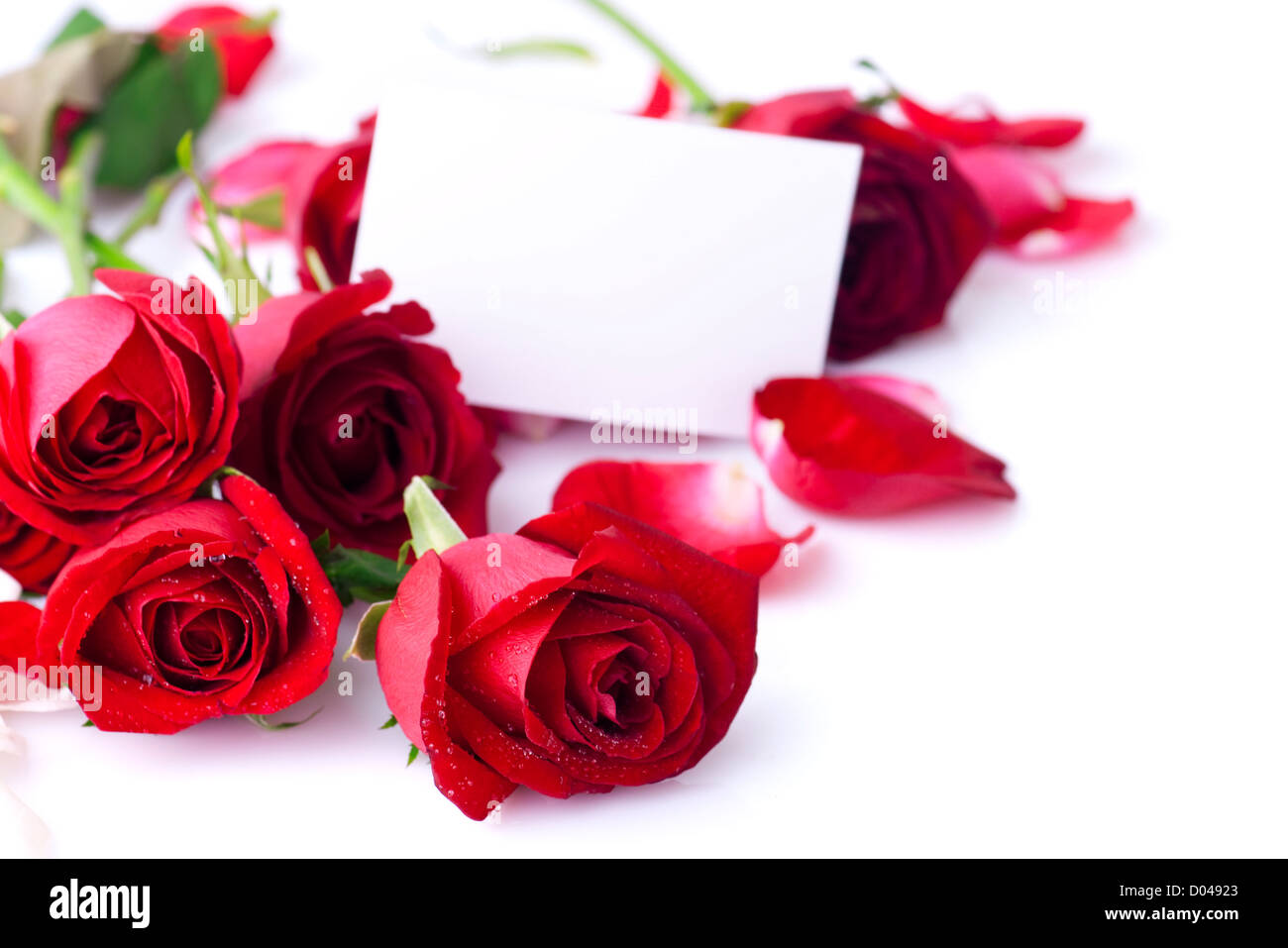 Red rose with petals and blank gift card for text Stock Photo - Alamy