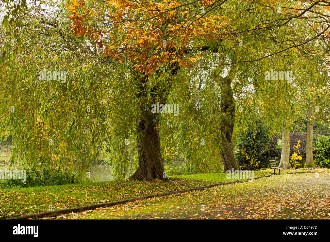 Weeping willow trees hires stock photography and images Alamy
