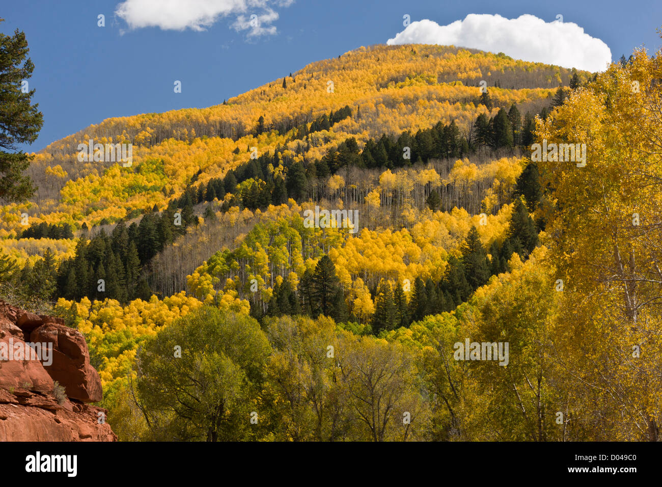 Autumn or fall in the Dolores Valley, with aspens, San Juan Mountains, south-west Colorado, USA. Stock Photo