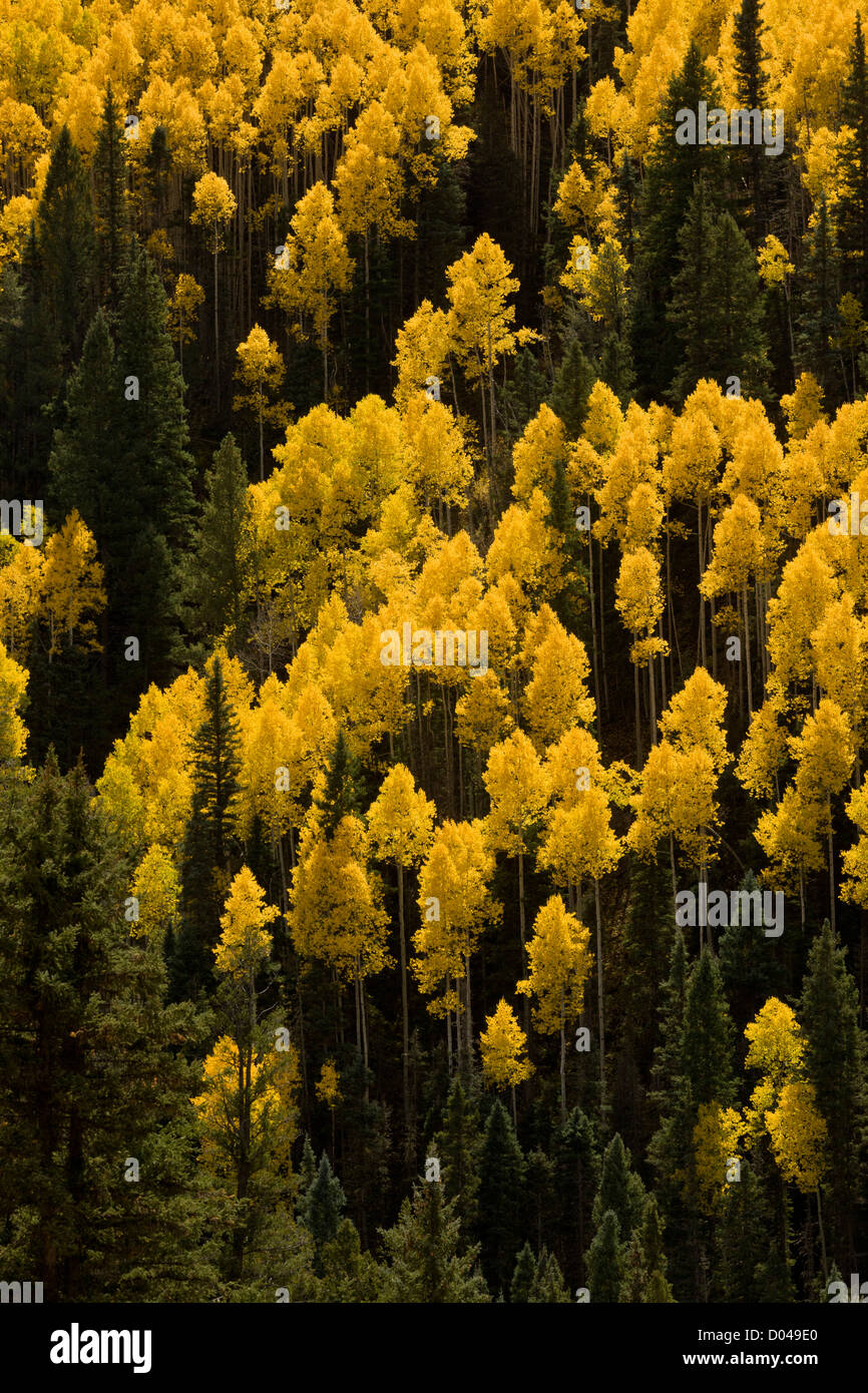 Autumn (fall) colours in the San Juan Mountains, above the Dolores Valley, with aspens and Engelmann's Spruce, Colorado Stock Photo