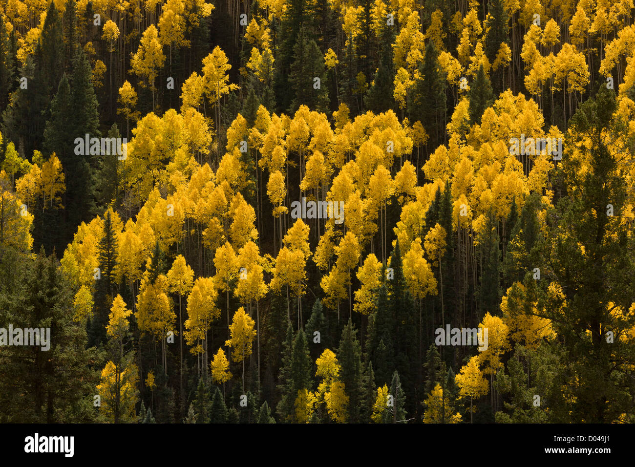 Autumn (fall) colours in the San Juan Mountains, above the Dolores Valley, with aspens and Engelmann's Spruce, Colorado Stock Photo