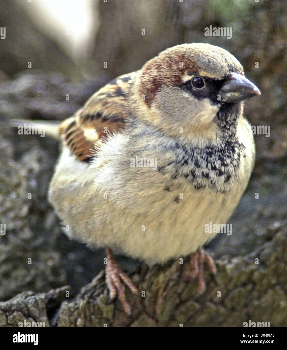 Sparrow House Sparow Passer Domesticus UK garden bird now in serious decline Stock Photo
