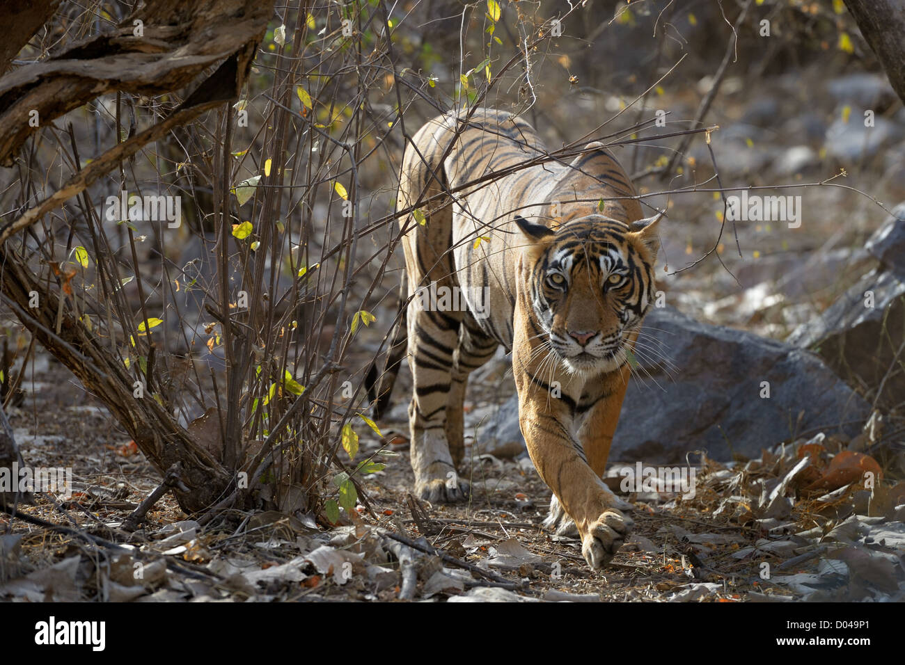 Bengal Tiger walking in dry forest. Stock Photo