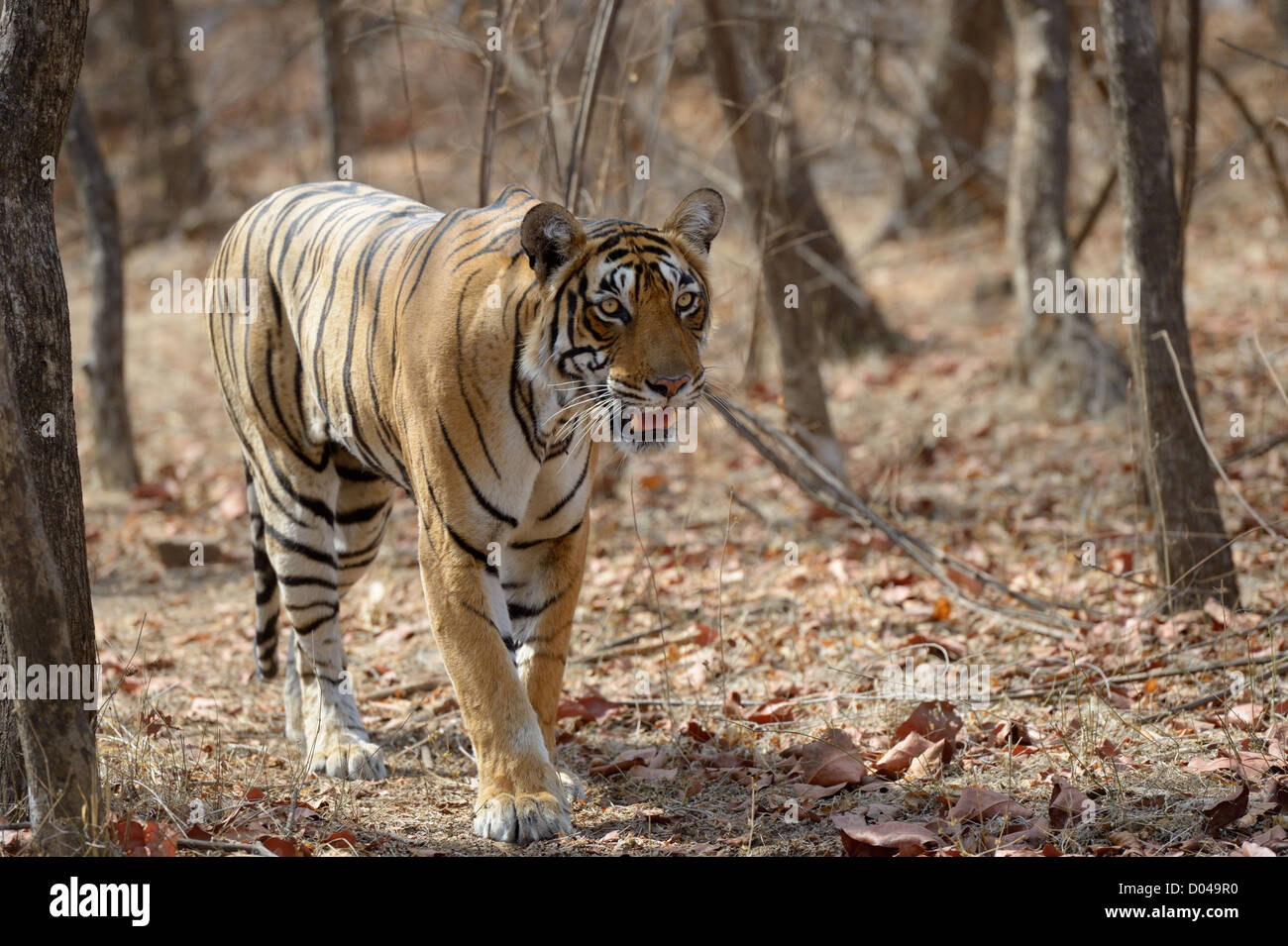 Bengal Tiger walking in dry forest. Stock Photo
