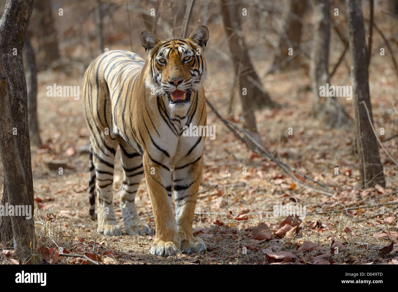 Bengal Tiger walking in dry forest. Stock Photo