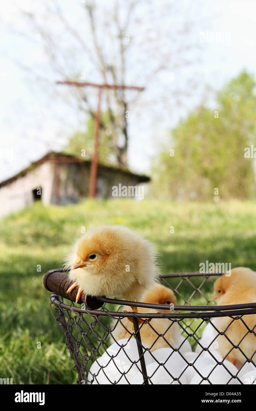 Little Buff Orpington chicks sitting on top of an egg basket with chicken coop in far background Extreme shallow depth of field Stock Photo