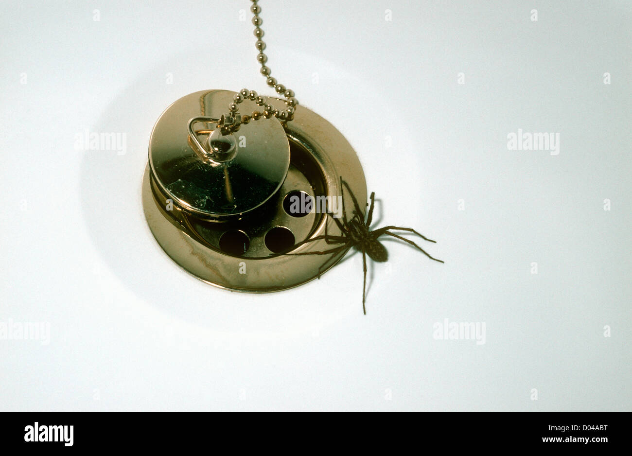 Cobweb spider female (Tegenaria duellica: Agelenidae) trapped in a bath having fallen into it, UK Stock Photo