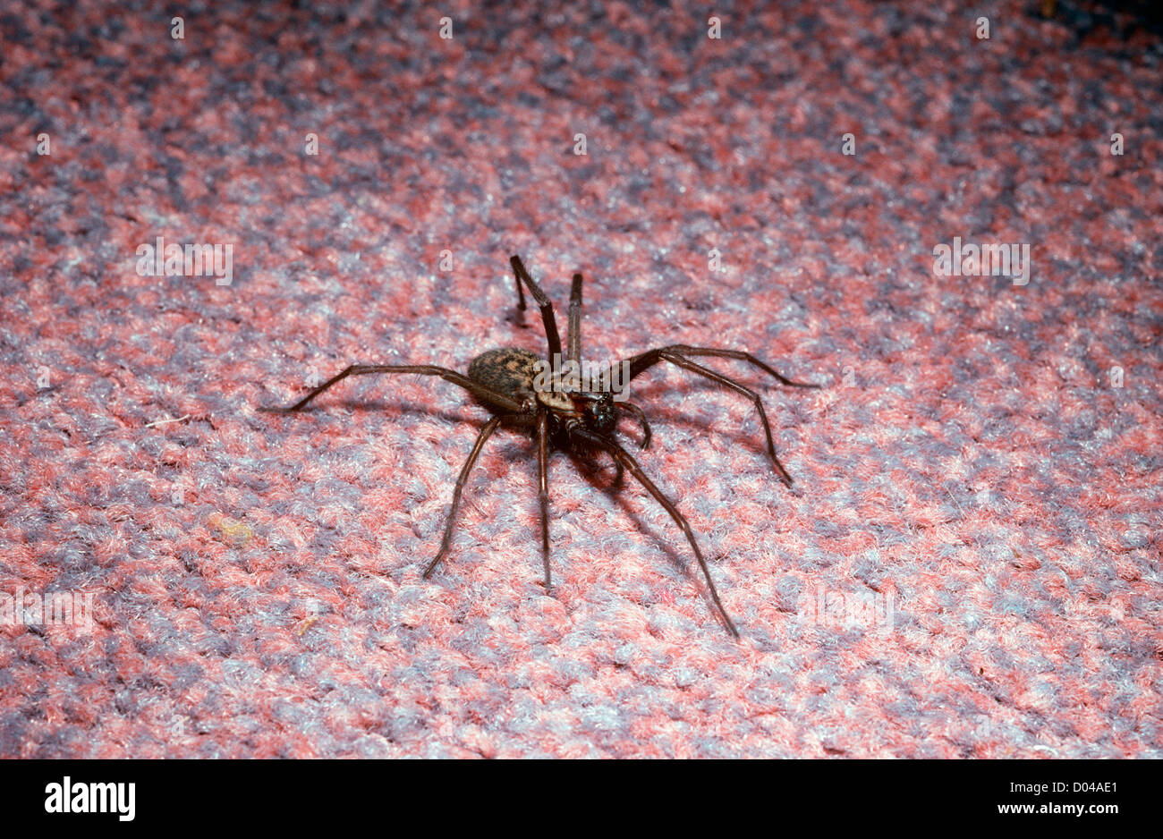 Cobweb spider female (Tegenaria duellica: Agelenidae) running across a carpet in a house UK Stock Photo