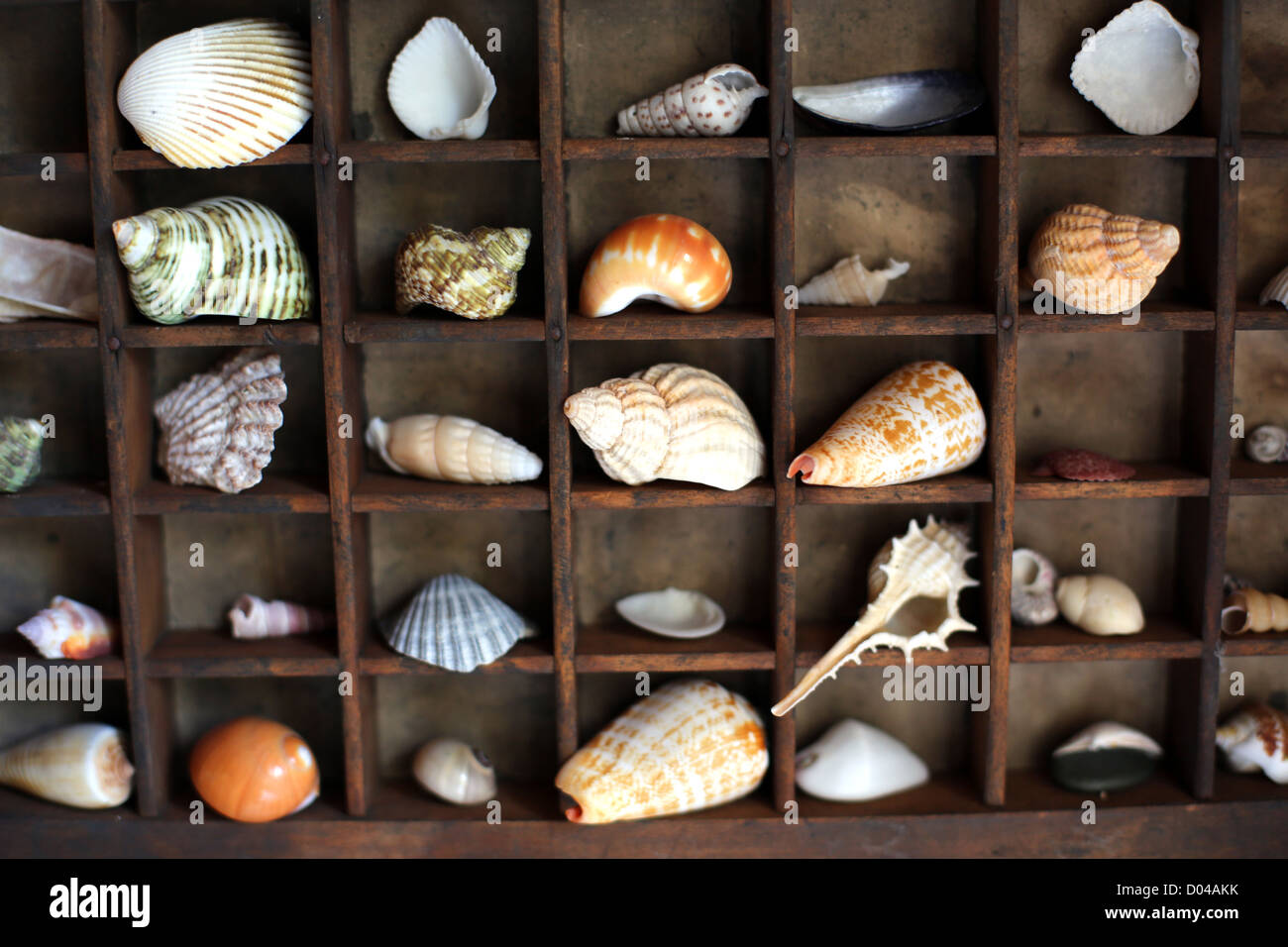 Shell collection hi-res stock photography and images - Alamy