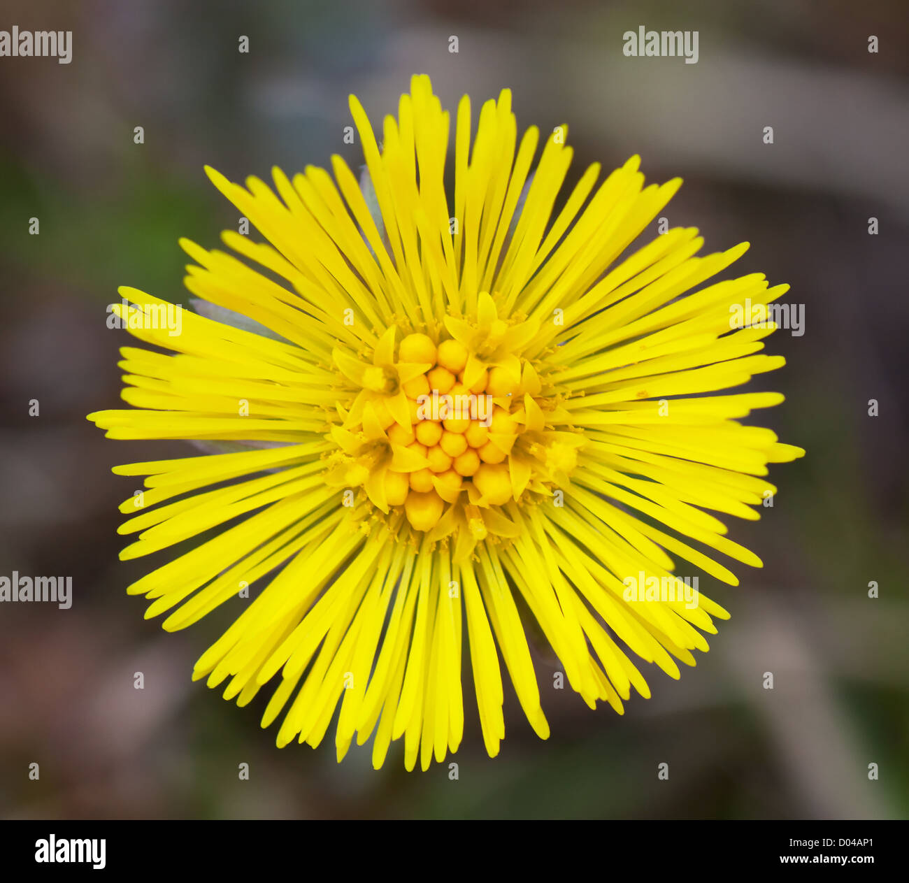 Thin petals hires stock photography and images Alamy